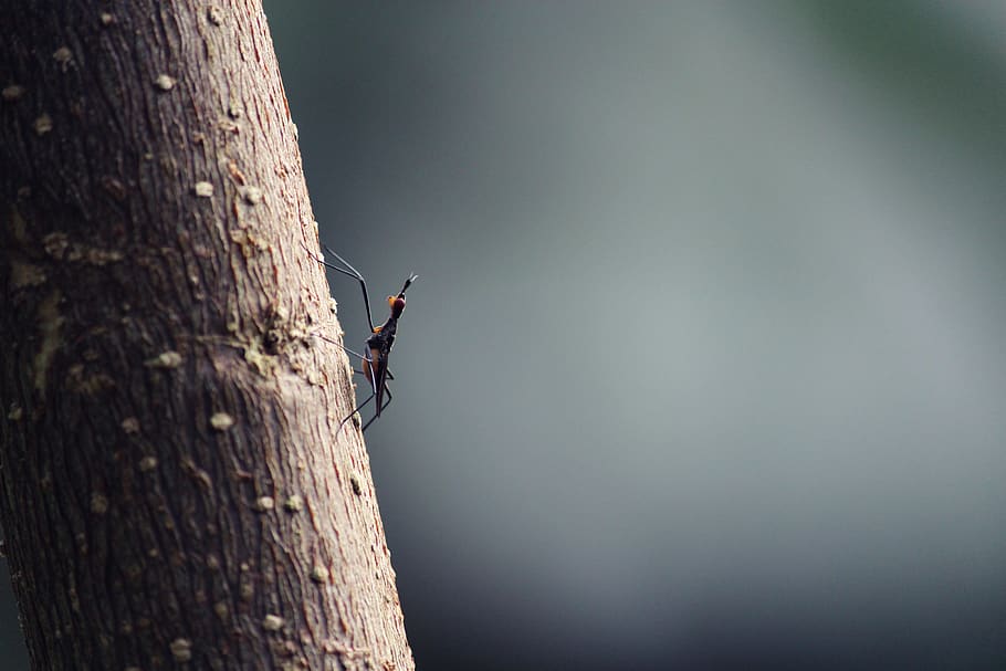 insect, tree, forest, wild, vintage, zoom, invertebrate, animals in the wild HD wallpaper