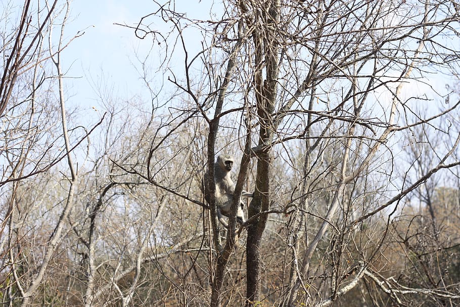 trees, monkey, baboon, sitting, relax, nature, animal, animals HD wallpaper