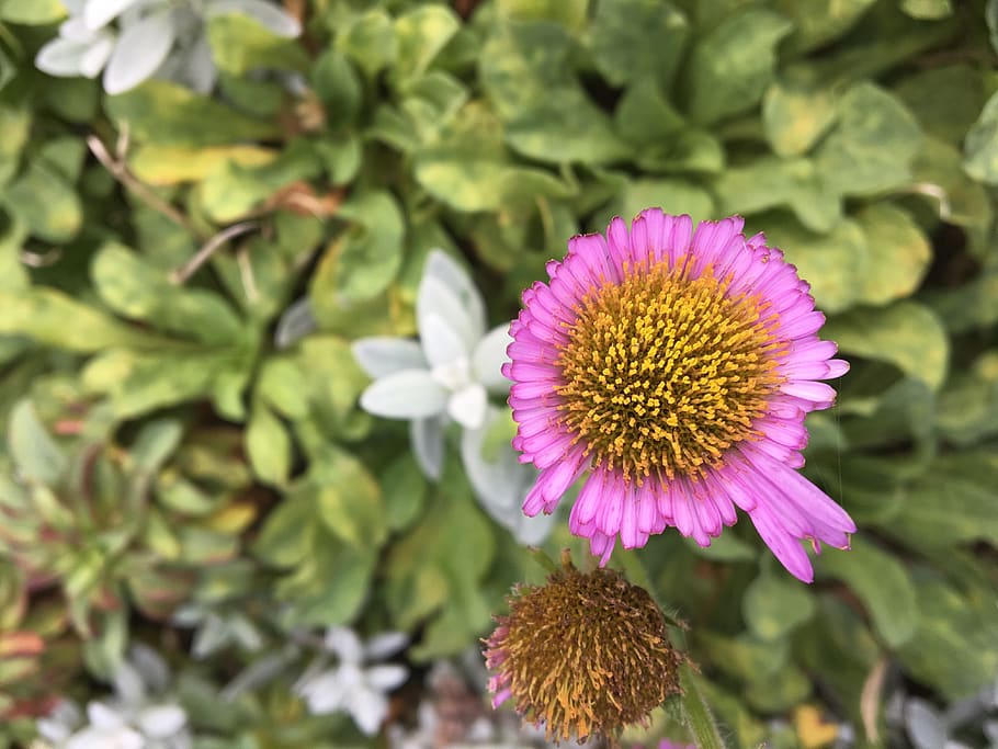 jersey, saint martin, flowering plant, fragility, freshness HD wallpaper