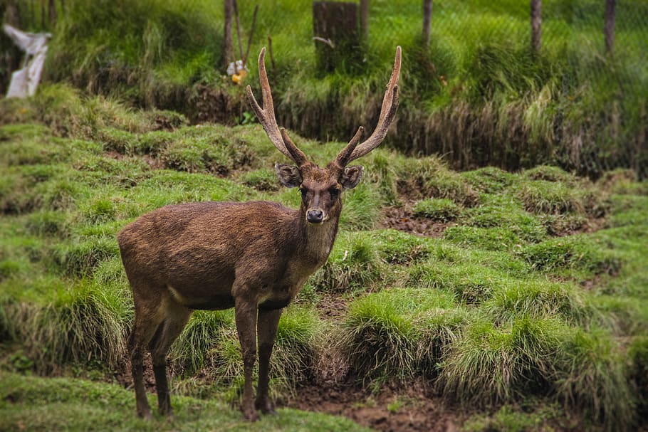 brown moose beside green grass, deer, wildlife, animal, mammal HD wallpaper