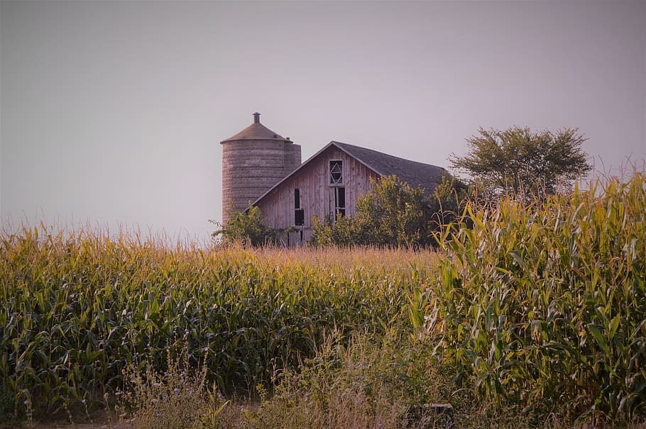 outdoors, heaven, grass, barn, farm, home, wood, farmhouse HD wallpaper