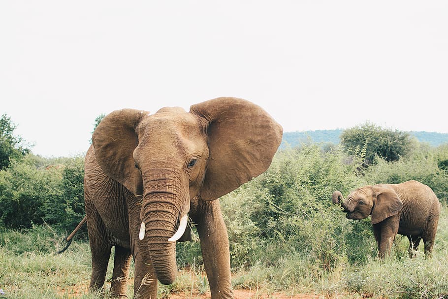 two brown elephant on forest, animal themes, mammal, animal wildlife HD wallpaper