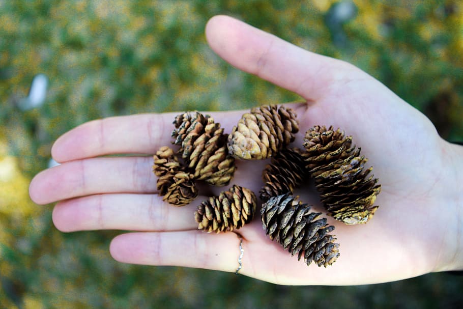 Pine Tree Cons on Person's Palm, colors, daylight, environment HD wallpaper