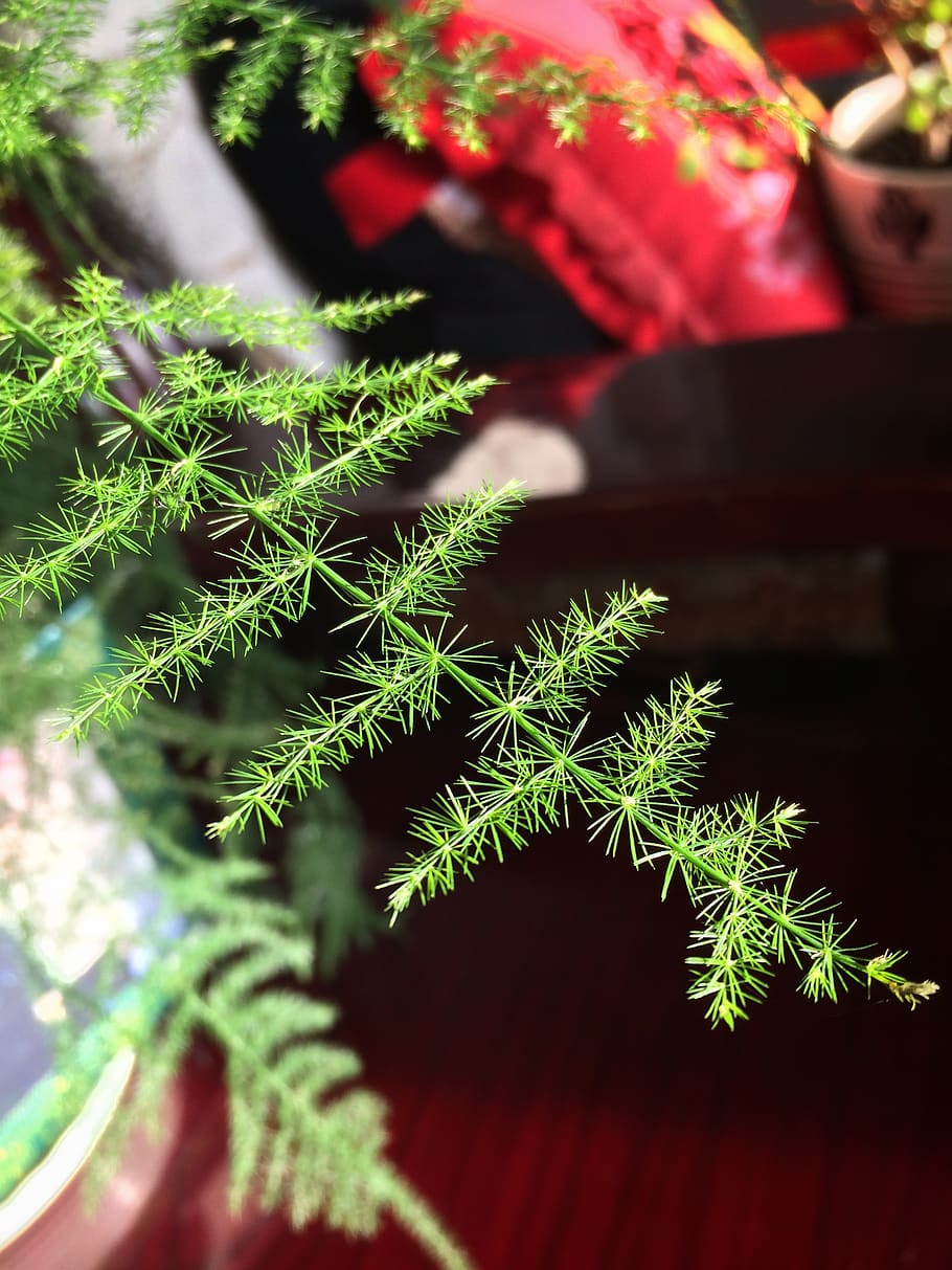 green, plant, green color, growth, nature, selective focus HD wallpaper