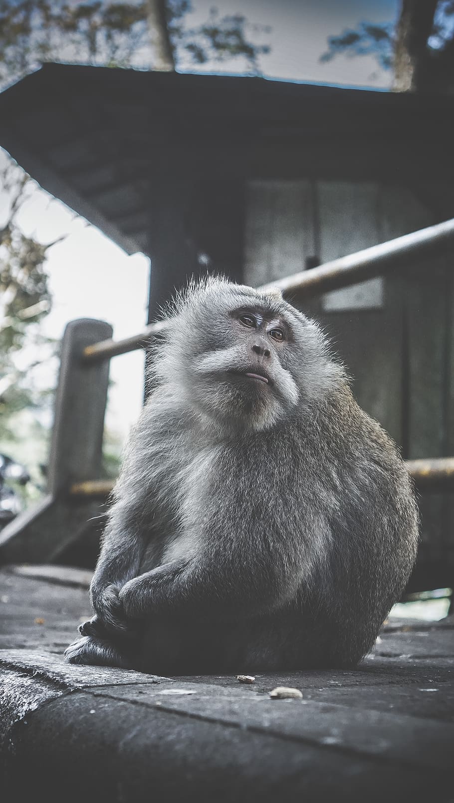 monkey on pavement, animal, indonesia, buyan lake view, wildlife HD wallpaper