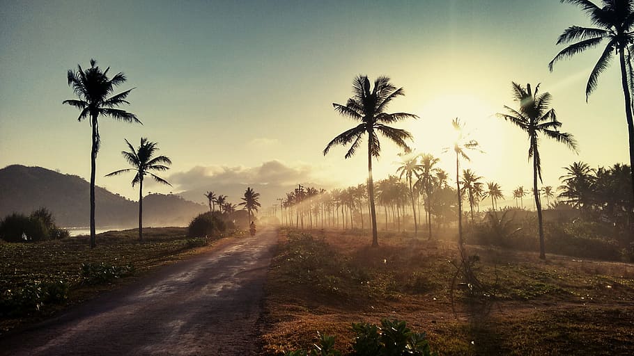 palm, trees, mountain, green, nature, road, bike, sunlight HD wallpaper