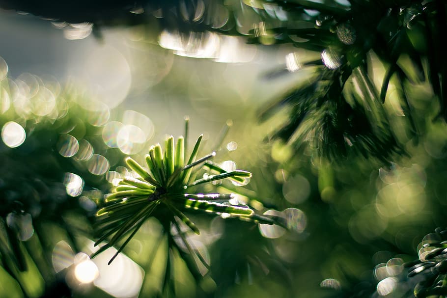 tree, bokeh, christmas, green, 50mm, macro, fresh, plant, growth HD wallpaper