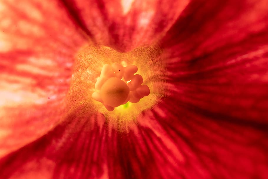 macro, close up, nature, blossom, bloom, flower, autumn, red HD wallpaper
