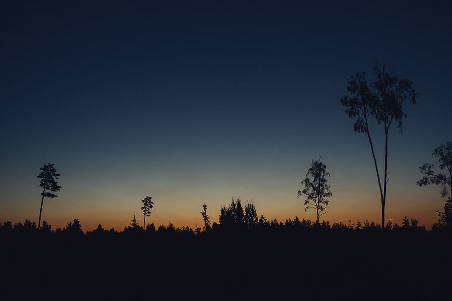 Sunrise in a forest, backgrounds, beauty, black, blue, city, color HD wallpaper