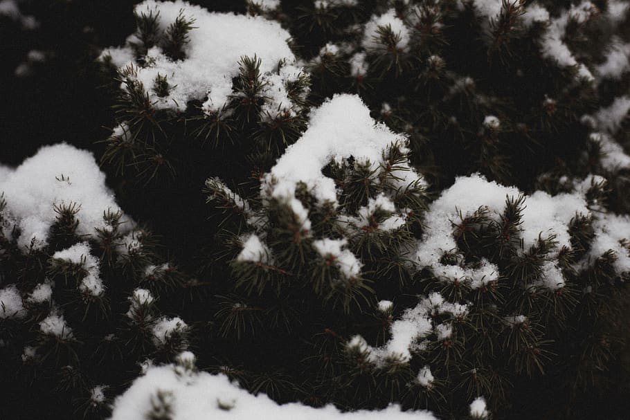 trees, pine, leaves, green, snow, winter, snowontree, branches HD wallpaper