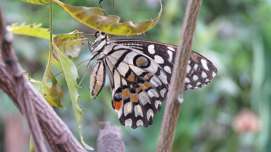 butterfly, insect, wing, animal themes, animal wildlife, animals in the wild HD wallpaper