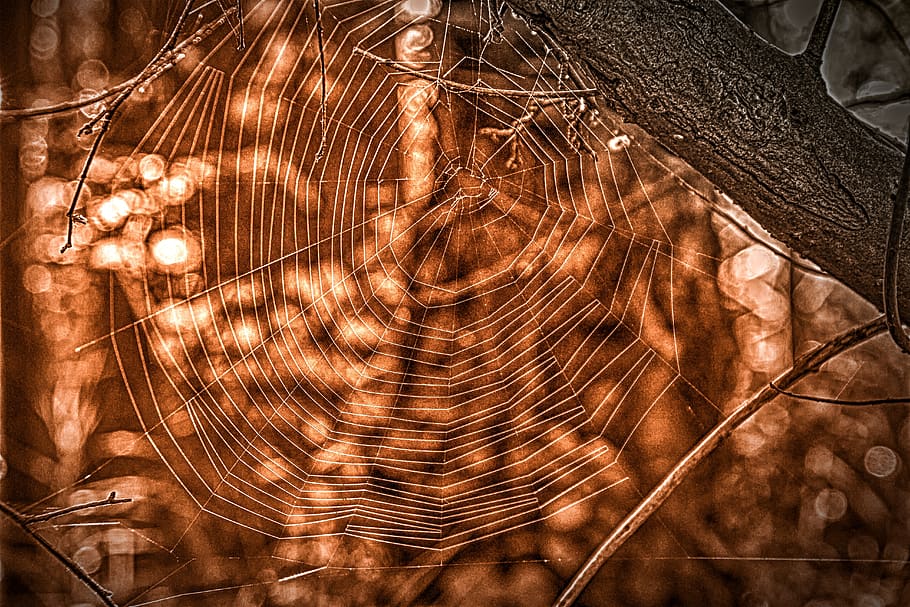 cobweb, nature, case, spin threads, spider webs, cobwebs, autumn HD wallpaper