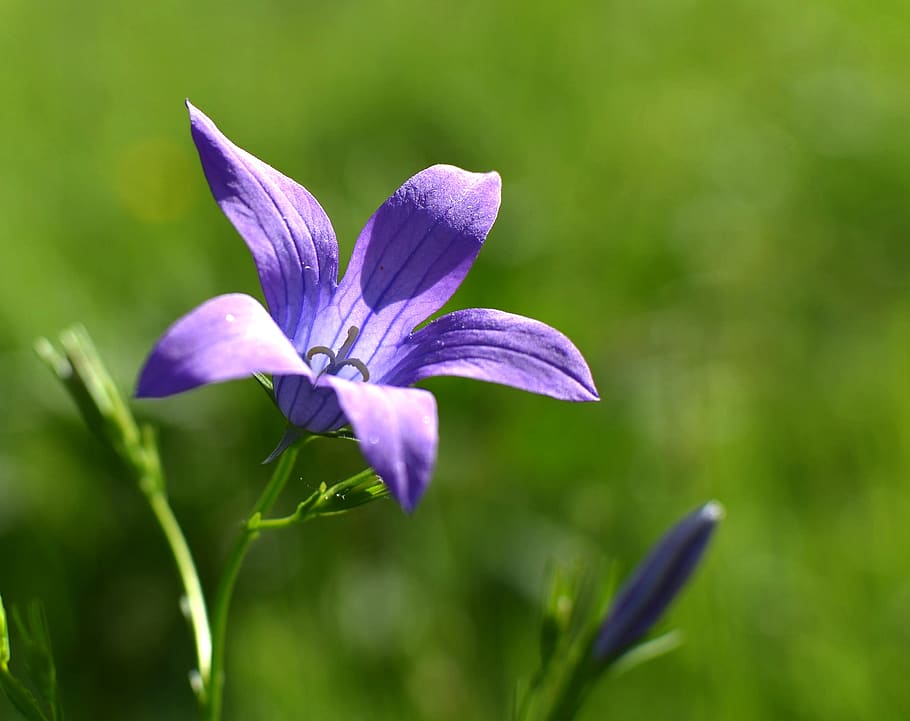 spring, meadow, flowering plant, vulnerability, fragility, beauty in nature HD wallpaper