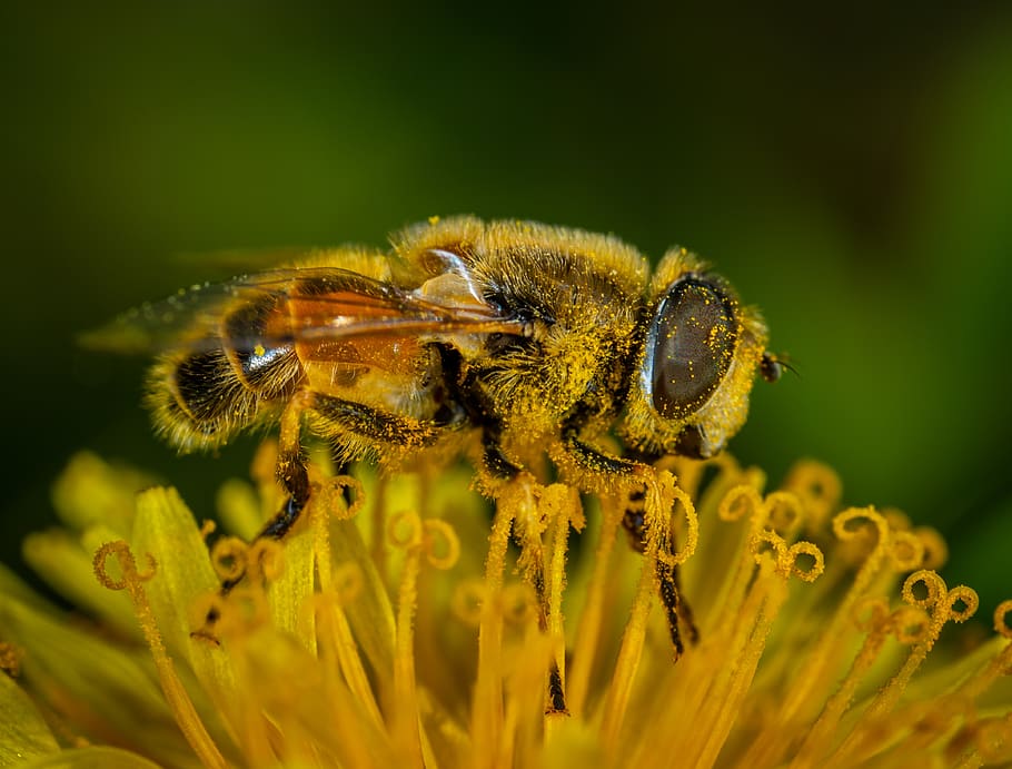 insect, flower, pollen, macro, invertebrate, animals in the wild HD wallpaper