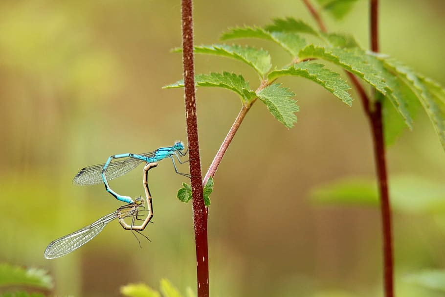 dragonfly, pairing, macro, insect, dragonflies mating, couple, HD wallpaper