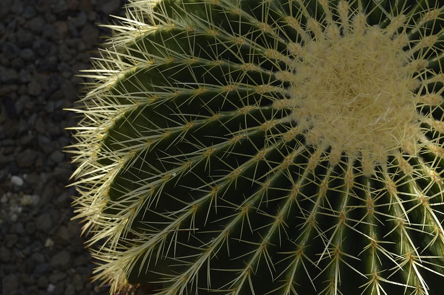 cactus, succulent plant, thorn, sharp, barrel cactus, spiked HD wallpaper