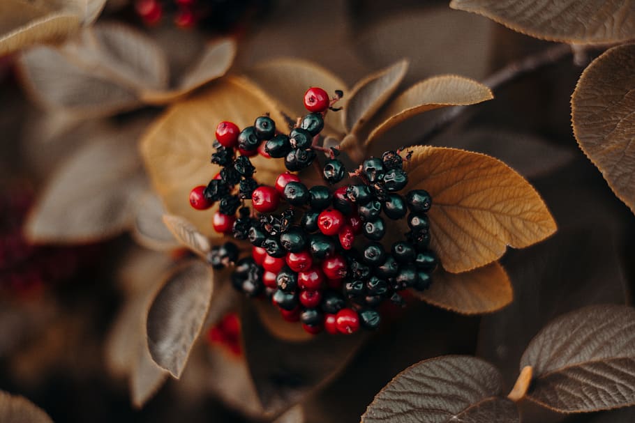 Shallow Focus Photography of Red and Black Berries, 4k wallpaper, HD wallpaper