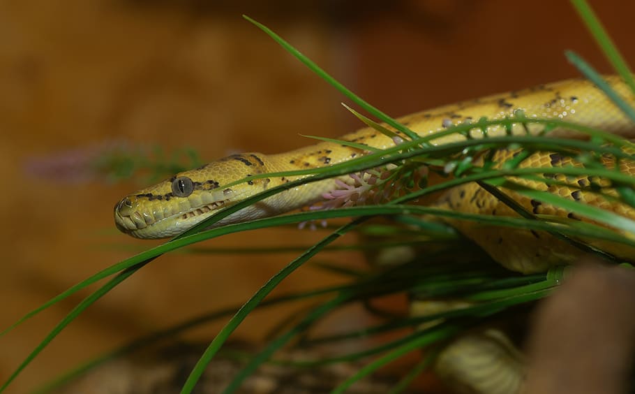snake, small, yellow, reptile, scale, head, constrictor, close up