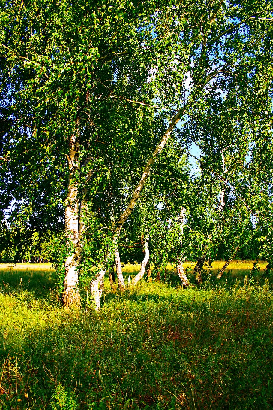 con2011, environment, environmental, green, image, nature, peace HD wallpaper