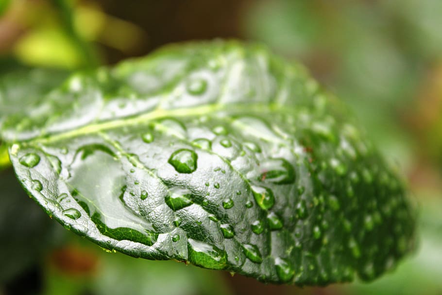 sheet, green, green leaf, nature, garden, water drop, rain HD wallpaper