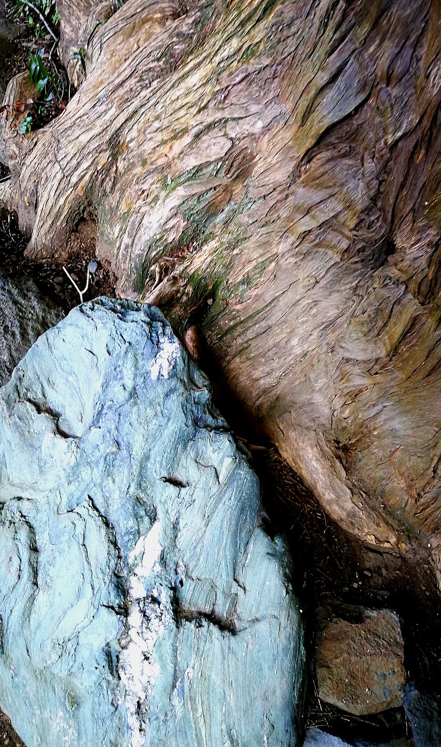tree, wood, stone, macro, nature, rock, textured, outdoors HD wallpaper