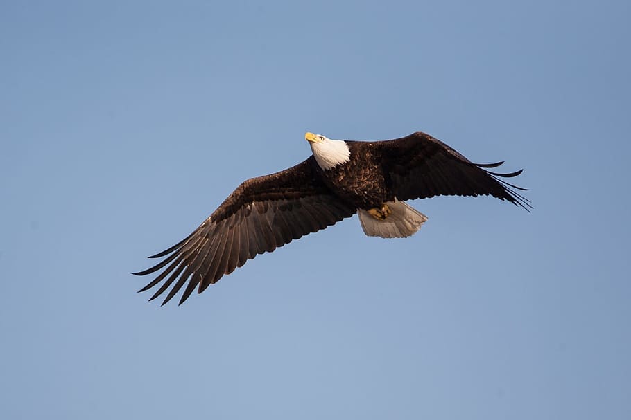 eagle, bald, animal, wild, nature, flying, animal themes, animals in the wild HD wallpaper