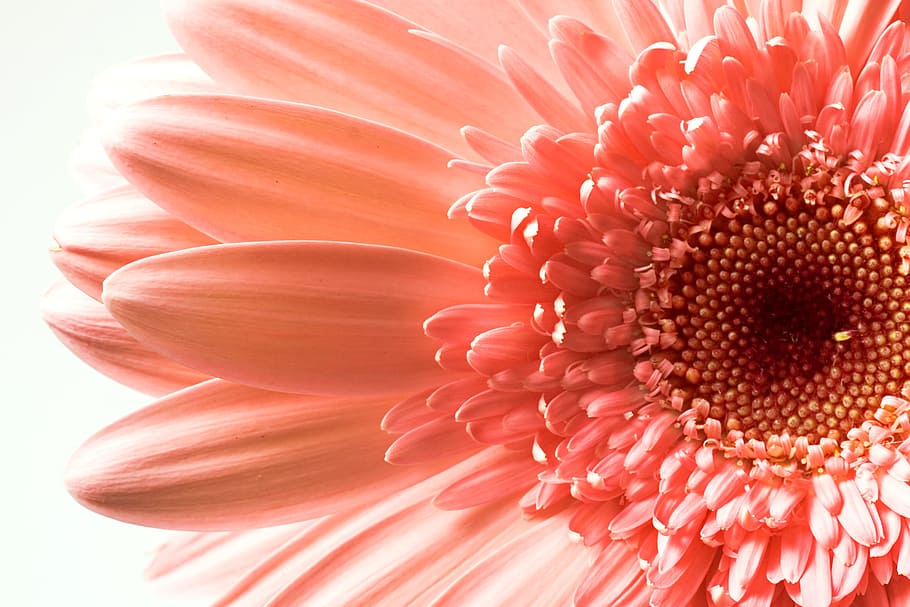 gerbera, flower, white, closeup, isolated, chrysanthemum, spring, HD wallpaper