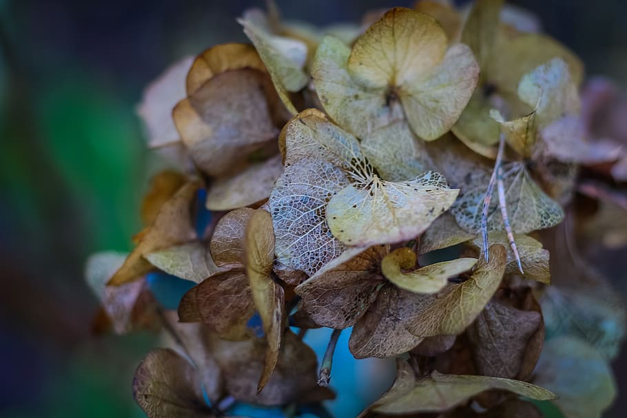 netherlands, enschede, dead flower, dead hydrangea, petals HD wallpaper