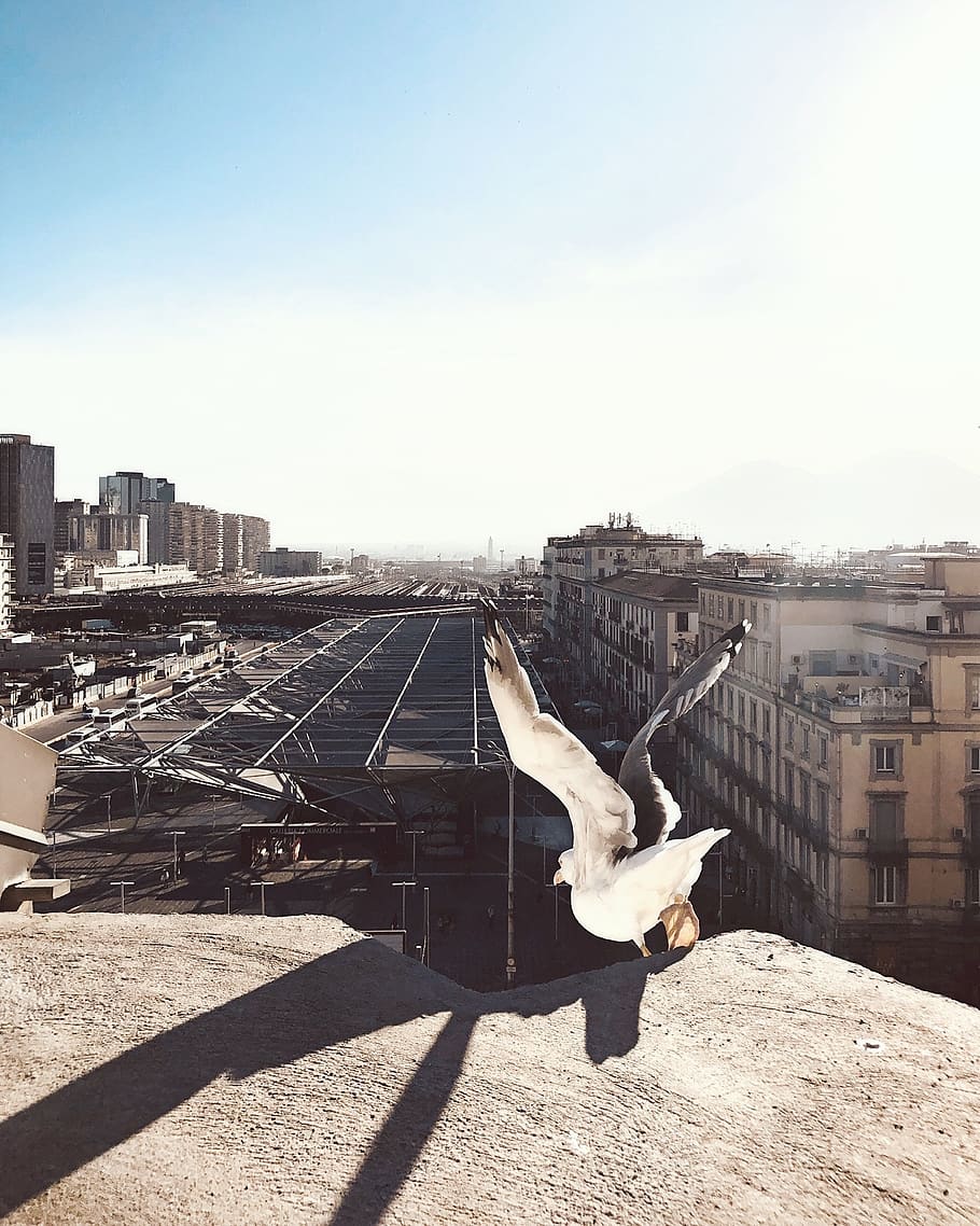 wing, bird, spread wing, sky, above, city, flying, italium, HD wallpaper