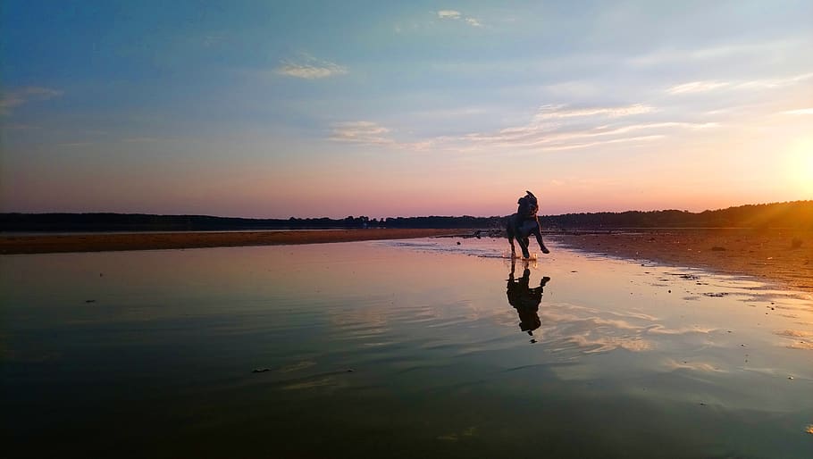 sunset, dog, mirroring, water, lake, abendstimmung, sky, silhouette HD wallpaper