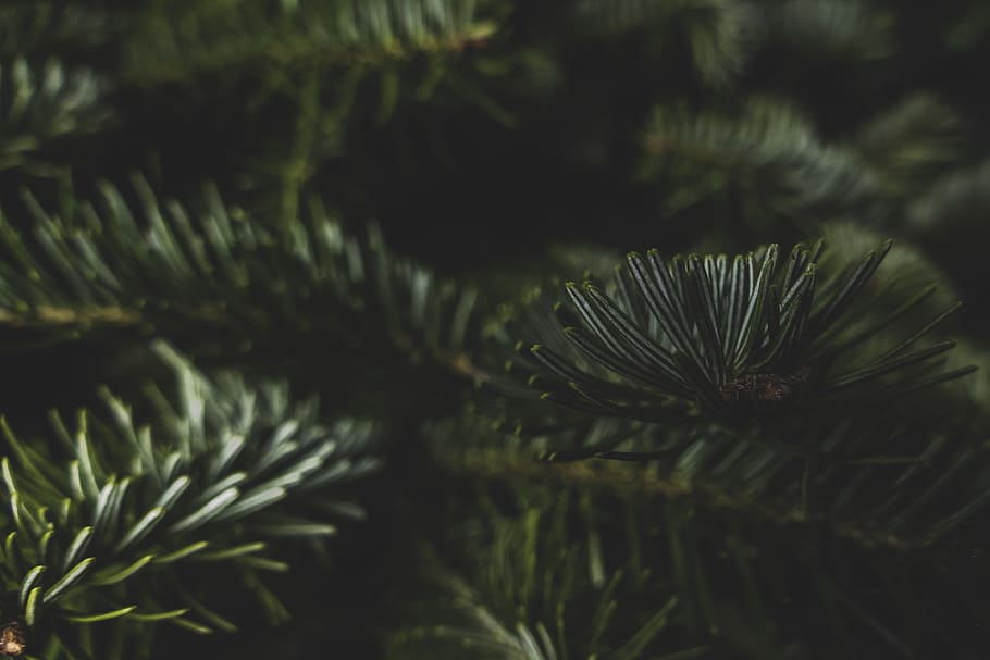 selective focus photography of green plant, tree, fir, abies, HD wallpaper