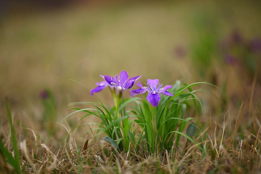 nature, plants, flowers, grass, outdoors, flowering, wild, floral HD wallpaper