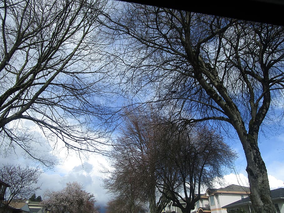 trees, branches, winter, sky, plant, low angle view, bare tree HD wallpaper
