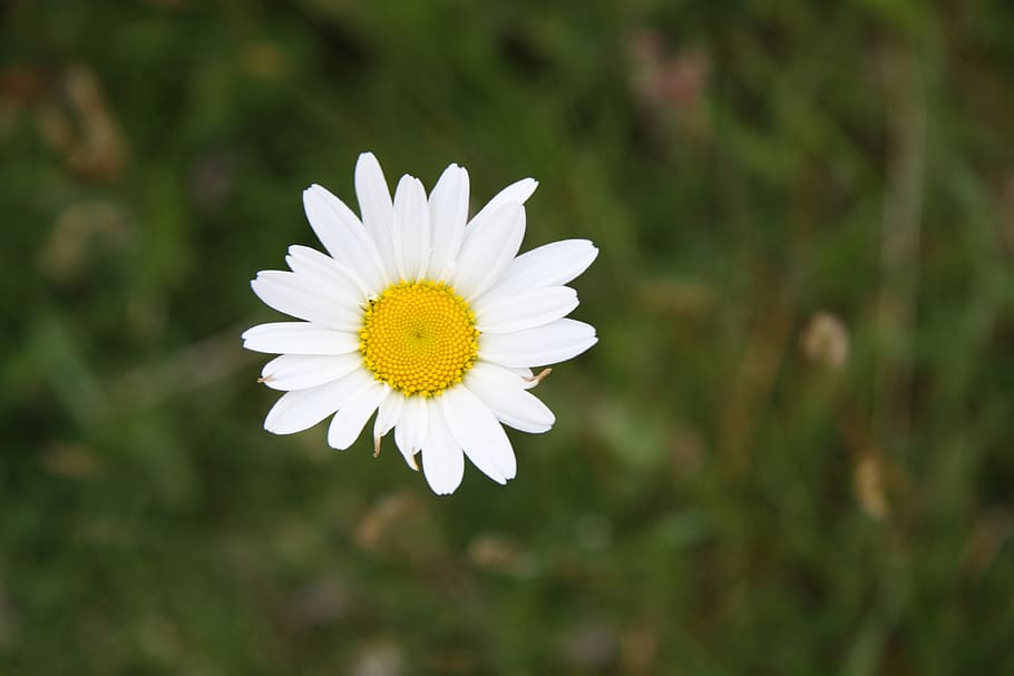 daisy, flower, spring, marguerite, flowering plant, vulnerability HD wallpaper