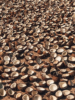coconut shells, plant, vegetable, food, fruit, rug, asphalt, tarmac HD wallpaper