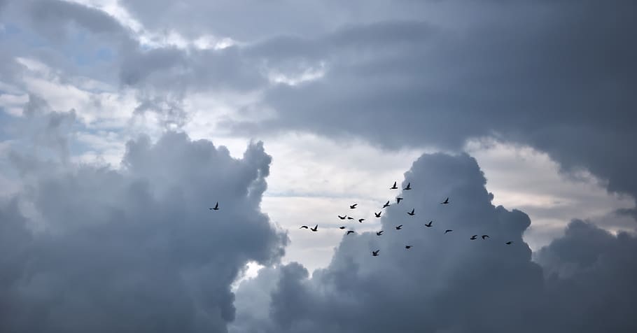 clouds, birds, pigeons, sky, flight, way, the pursuit of, airfare HD wallpaper