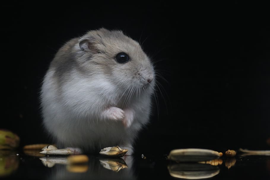 hamster, pets, small animals, animal themes, one animal, mammal, HD wallpaper