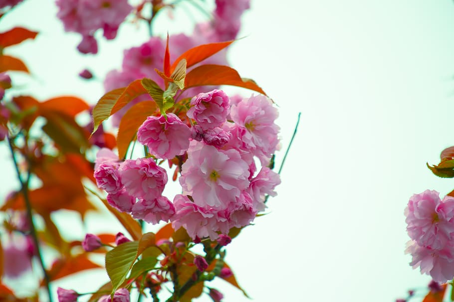 Close-Up Photography of Pink Flowers, beautiful, bloom, blooming HD wallpaper