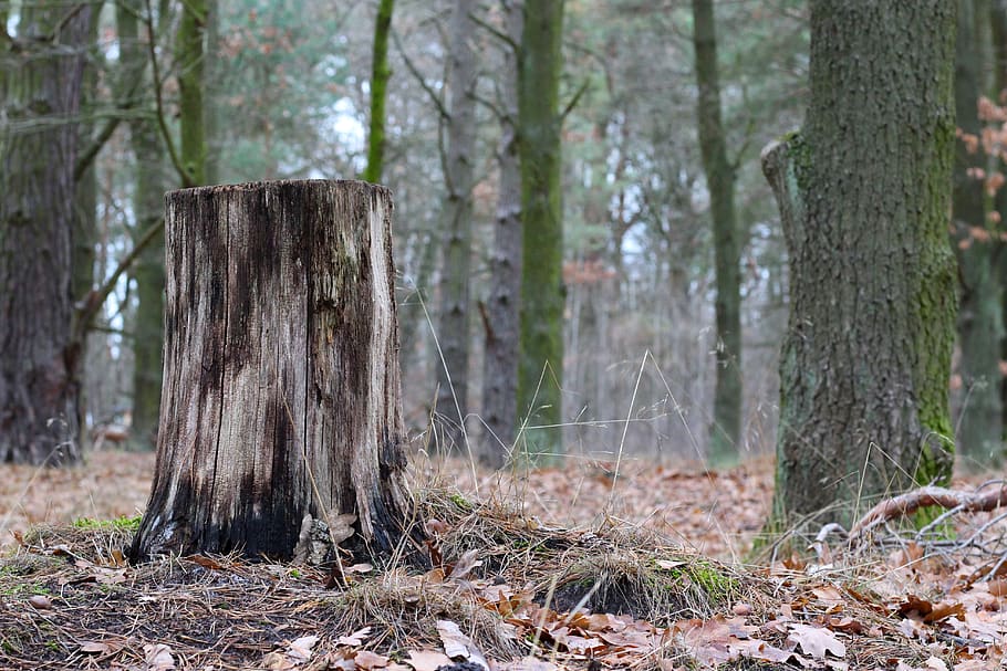 tree, log, winter, forest, leaves, moss, trist, cold, hell HD wallpaper