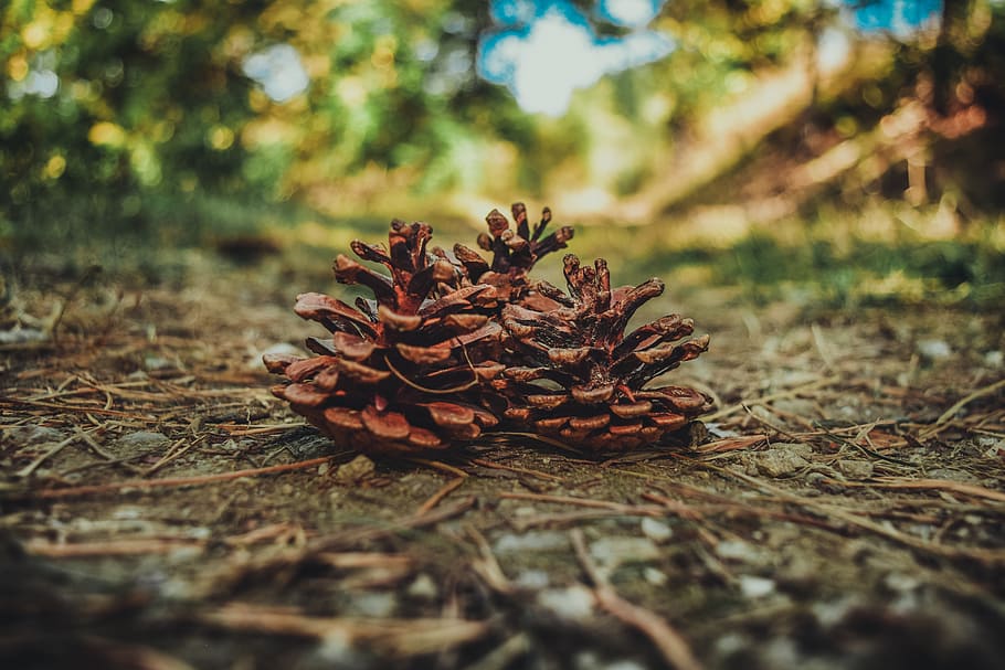 Pine Cones in Shallow Focus Lens, blurred, blurred background HD wallpaper