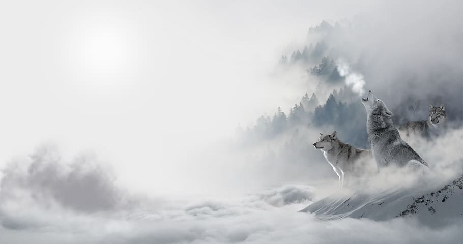 Hình nền HD về Bầy sói, Sói, Động vật, Hoang dã, Đông, Băng, Tuyết... sẽ khiến bạn đắm chìm trong thế giới hoang dã và thú vị của Sói. Hãy nhìn kỹ và cảm nhận được mọi chi tiết đẹp của ảnh để bạn có một trải nghiệm hoàn hảo về sự hoang dã của Sói.