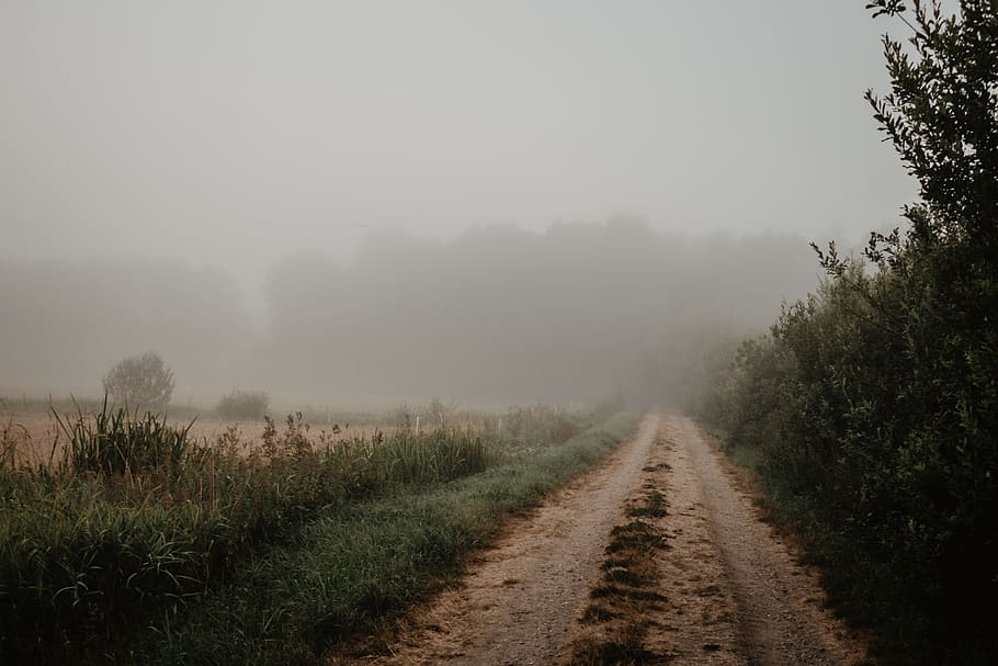 muddy road covered with dog, tree, fog, mist, pathway, trail HD wallpaper