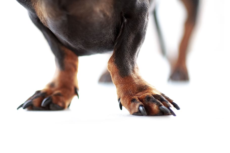 tan dog feet, animal themes, one animal, domestic, mammal, domestic animals HD wallpaper