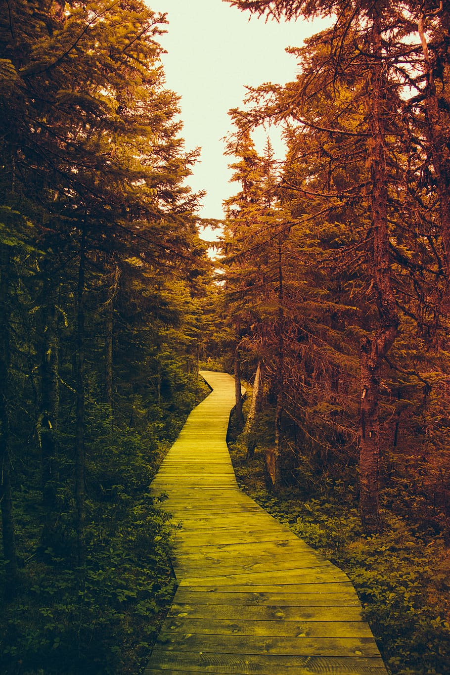 trees, forest, nature, scenery, walk, quebec, canada, explore HD wallpaper