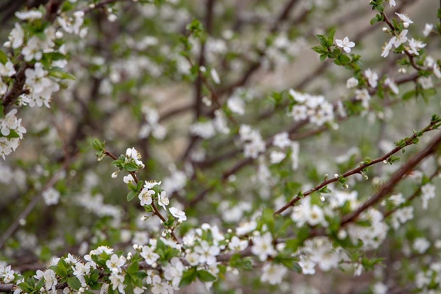 spring, flowering tree, bloom, branch, flowers, white, bud HD wallpaper