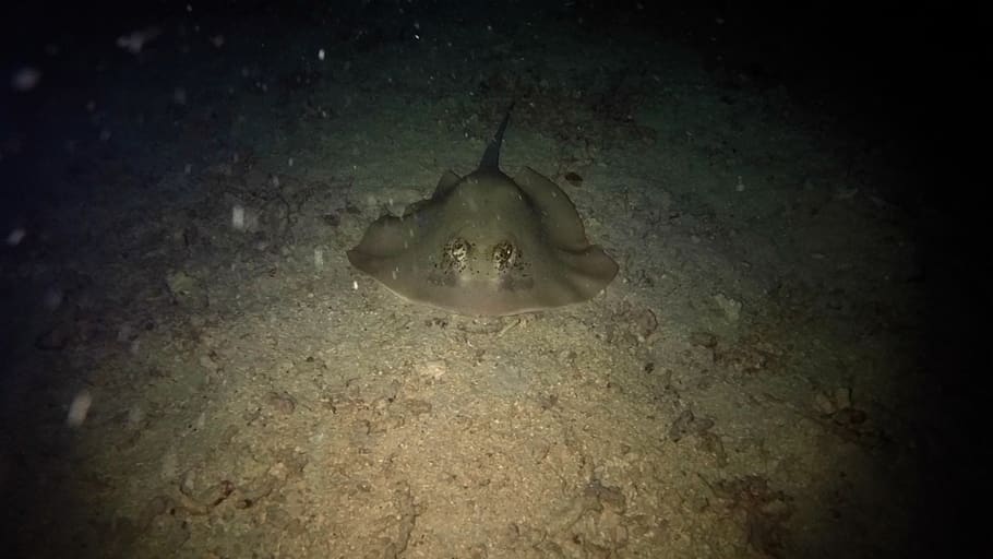 stingray, scuba, ocean, komodo, underwater, animal, animal themes HD wallpaper