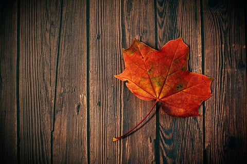 autumn, fall, leaf, wood, board, rustic, dark, red, minimal HD wallpaper