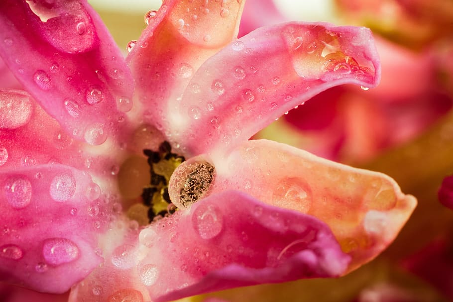 Close-Up Photography of Pink Flower, beautiful, bloom, blooming HD wallpaper