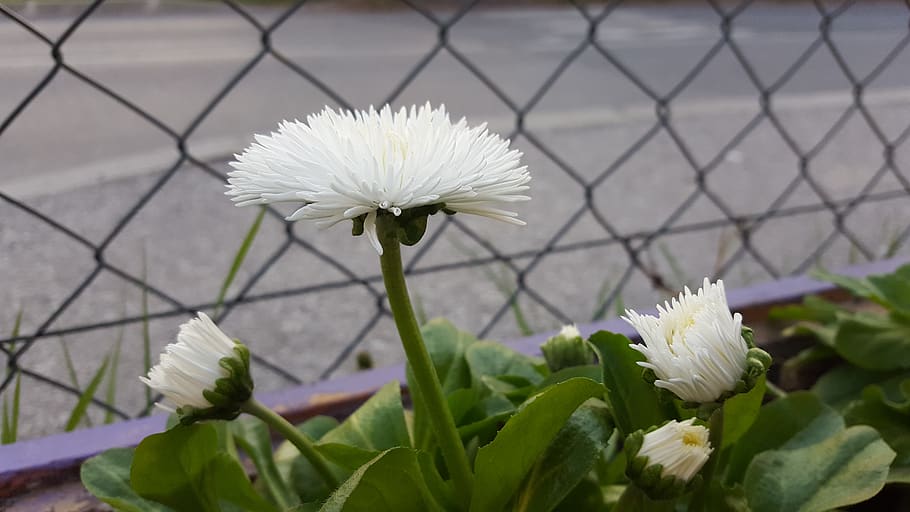 croatia, mihovljan, flower, flowering plant, freshness, vulnerability HD wallpaper