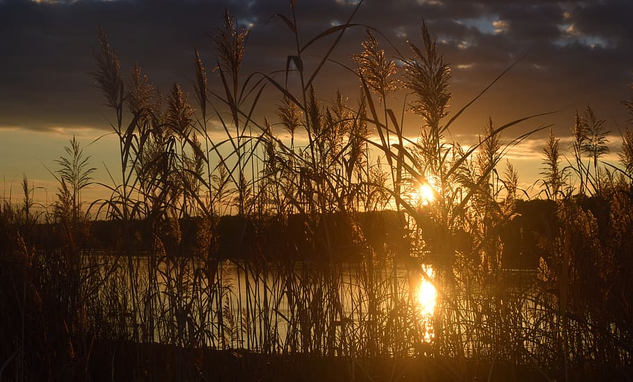 lake, sunset, landscape, sky, plant, tranquility, tranquil scene HD wallpaper